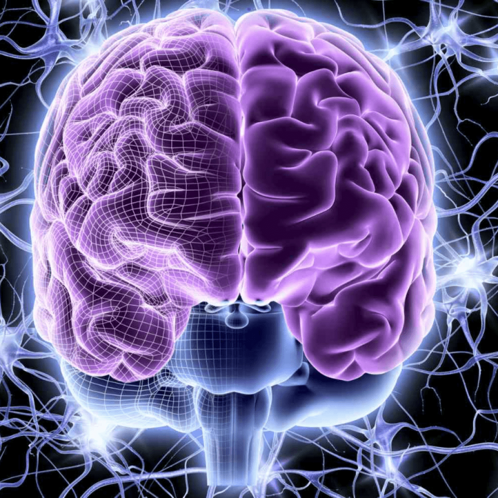 Understanding Nervous System