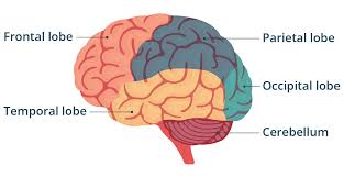 Are Cranial Nerves Part of the Nervous System?